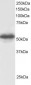 Goat Anti-GPS1 / COPS1 Antibody